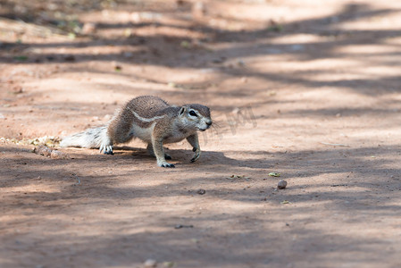 近距离观察一只毛茸茸的花栗鼠在纳米比亚过马路
