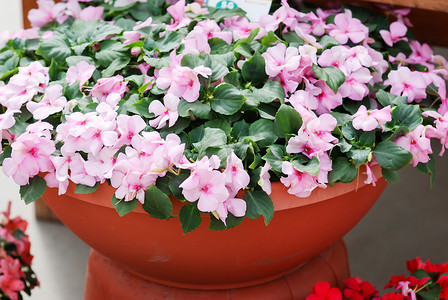 盆栽粉红色凤仙花，学名Impatiens walleriana f