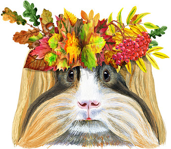 白色背景秋叶花环中谢尔蒂豚鼠的水彩肖像