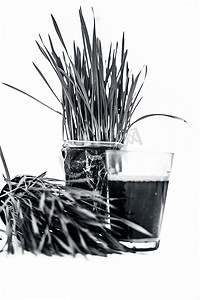 小草发芽摄影照片_小麦草及其在白色上分离的提取物/汁液。小麦草是普通小麦植物新发芽的第一片叶子，用作食物、饮料或膳食补充剂。