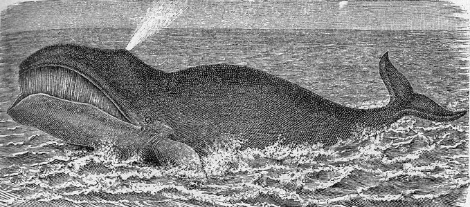 弓头鲸，复古雕刻。