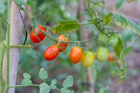 在有机花园种植西红柿