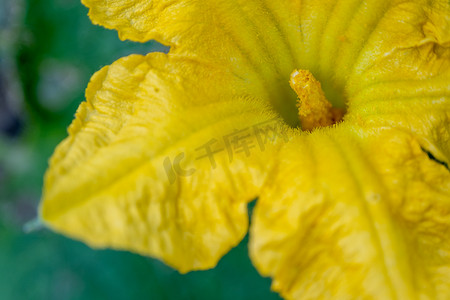 特写南瓜花开花。