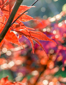 日本扇枫 (acer sp.) 反对秋天的夕阳，cl