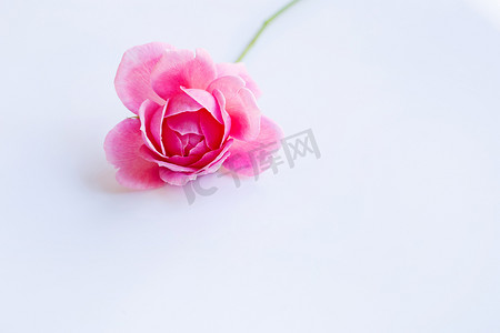 白色的桃心摄影照片_在白色的桃红色玫瑰。
