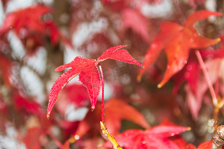 秋雨下枫香的红橙叶