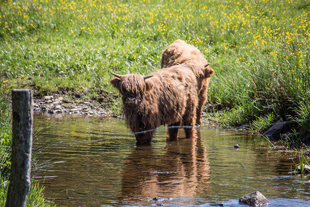 溪流中的棕色高地牛