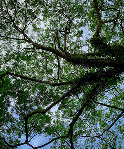 绿树和树枝的底视图与明亮的蓝天和