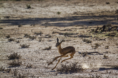 跳羚在 Kgalagadi 跨境公园，南非