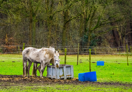 宠物喂食摄影照片_白马夫妇在牧场、宠物和动物护理中一起吃篮子里的干草