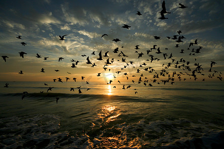 早晨时间海面上的鸟