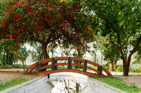 花园公园城市装饰运河池塘上的一座小拱桥，周围环绕着枫树树冠和秋色红花绿叶。