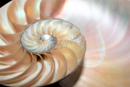 鹦鹉螺壳斐波那契对称横截面螺旋结构增长黄金比例