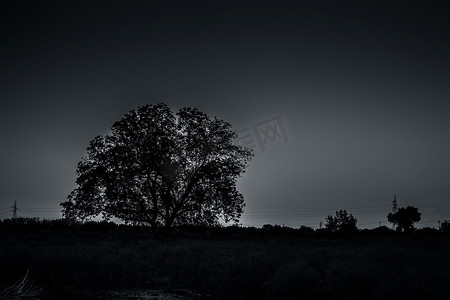 树深林摄影照片_在孤独和分手的深林概念中，树木轮廓的黄昏时间拍摄。