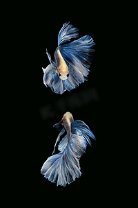 白色蓝色的两条斗鱼暹罗斗鱼巨型半月玫瑰尾