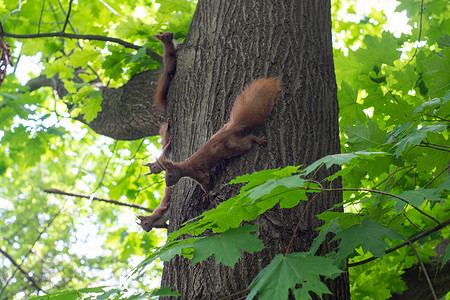 松鼠一家在树上玩得开心
