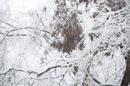 背景雪天摄影照片_寒冷的雪天