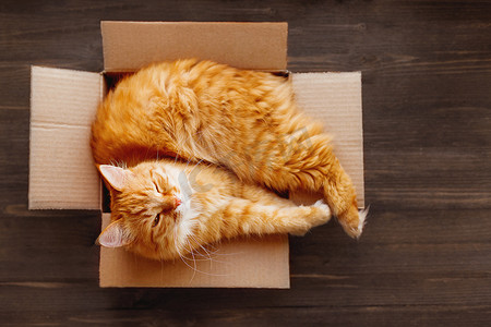 姜猫躺在木制背景的盒子里。