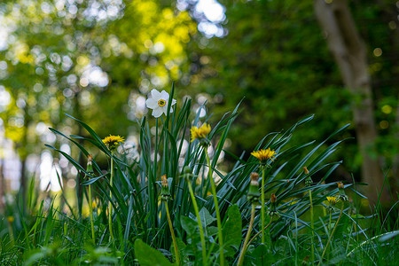 蒲公英竖版摄影照片_绿叶背景下的黄水仙和蒲公英花