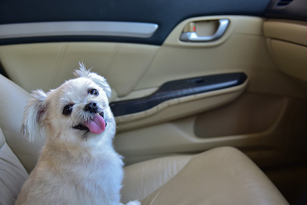 坐在车里等待旅行的狗很可爱
