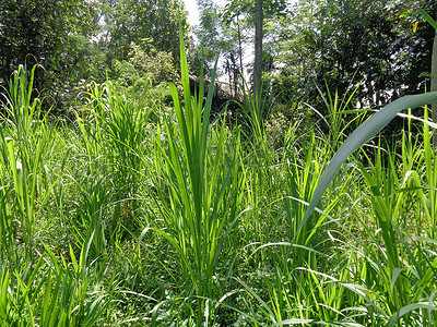 关闭 Pennisetum purpureum（Cenchrus purpureus Schumach、Napier 草、大象草、乌干达草、kolonjono、suket gajah）与自然背景。