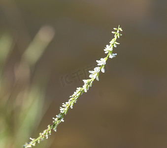 Melilotus albus，亦称蜂蜜三叶草、Bokhara三叶草(澳大利亚)、甜三叶草或者白色melilot，在夏季开花