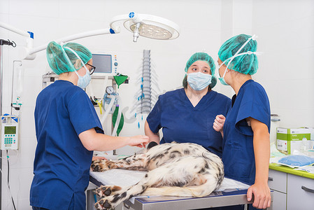 手术室里的兽医团队正在为狗做手术准备