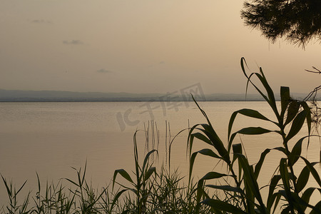 大湖夕阳，从芦苇丛中，