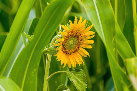 向日葵摄影照片_田野上一朵黄色盛开的向日葵
