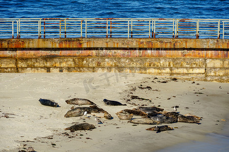小海龟logo摄影照片_在加利福尼亚州圣地亚哥的拉霍亚，海狮和海豹在阳光下的小海湾里打盹。