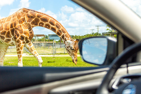 从汽车上看长颈鹿开车穿过野生动物园