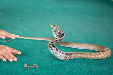 蛇年模板摄影照片_泰国芭堤雅 — 2017年1月：在表演期间玩蛇来展示蛇