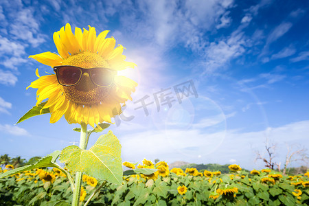 漂亮向日葵摄影照片_田间向日葵戴眼镜保护阳光。