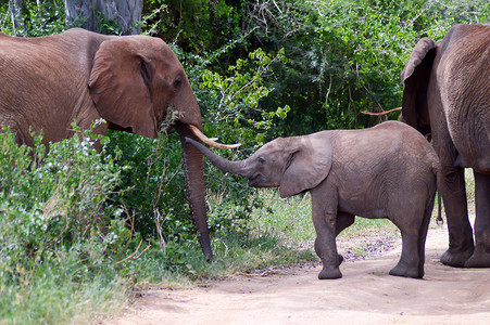 大象和她的幼崽穿越
