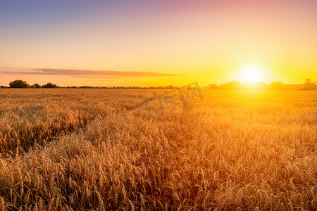 日落或日出在农田里，有年轻的金色黑麦的耳朵。