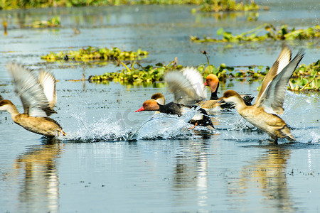 飞翔的水鸟摄影照片_一群迁徙的红冠潜鸭在湖上飞翔。