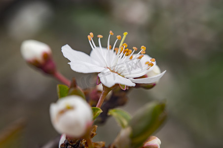 桃树开花摄影照片_季节花园里的桃树开花
