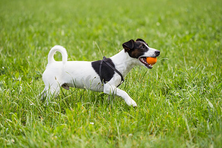 杰克罗素梗犬喜欢在大自然中玩球