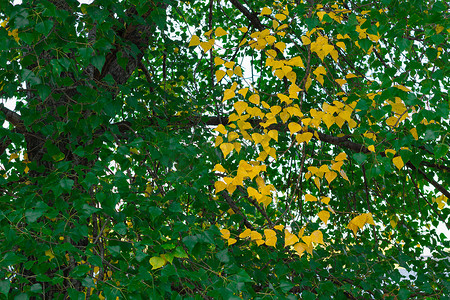 秋天树枝树枝摄影照片_秋天的树枝，绿色和黄色的叶子