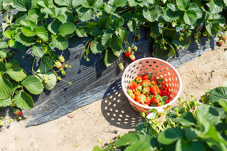 草莓采摘新鲜草莓