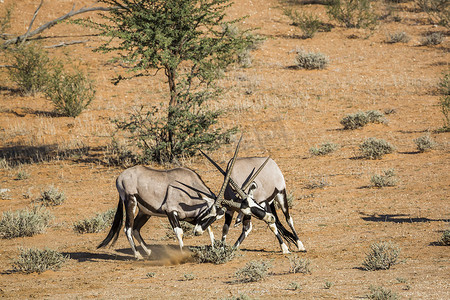 南非 Kgalagadi 跨境公园的南非羚羊