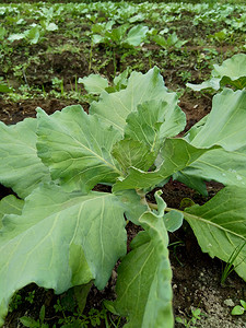 淡绿色卷轴摄影照片_田间的年轻卷心菜 卷心菜是一种多叶的绿色、红色（紫色）或白色（淡绿色）两年生植物，因其密叶头而作为一年生蔬菜作物种植。