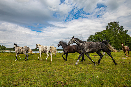 一群奔腾的马穿过草地