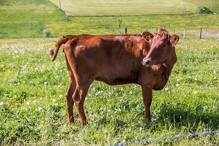 牧场上的棕色牛