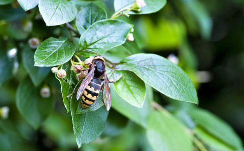 大黄蜂从开花灌木中采集花蜜