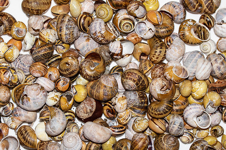 蜗牛壳摄影照片_收集空蜗牛壳