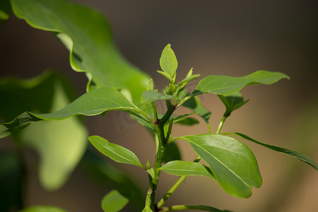 香樟树摄影照片_香樟树的叶子