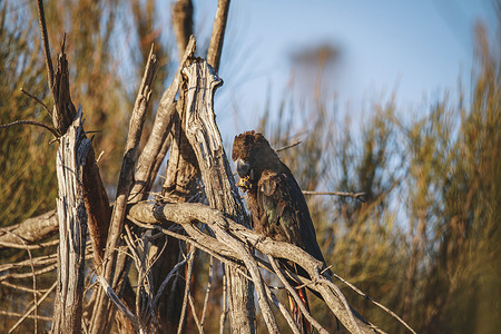 光泽黑凤头鹦鹉，阿勒达拉，新南威尔士州，澳大利亚。