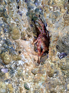 招潮蟹摄影照片_螃蟹在自然背景中