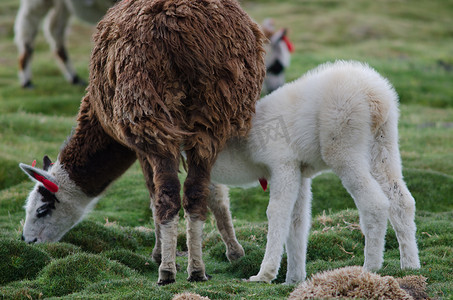 婴儿羊驼 Vicugna pacos 从她母亲那里哺乳。